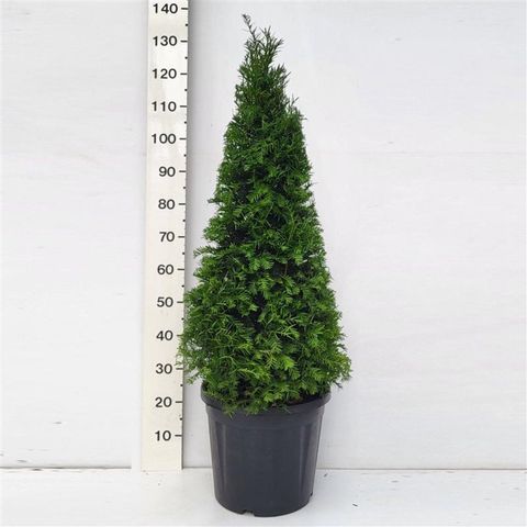 Taxus baccata