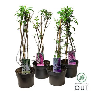 Buddleja davidii MIX