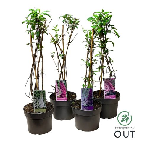 Buddleja davidii MIX