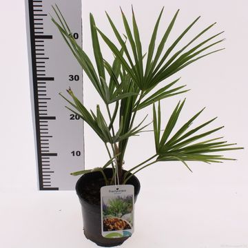 Trachycarpus fortunei