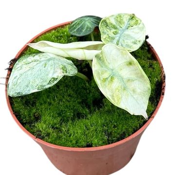 Alocasia 'Ninja Tricolor'