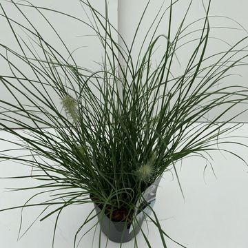 Pennisetum alopecuroides 'Little Bunny'