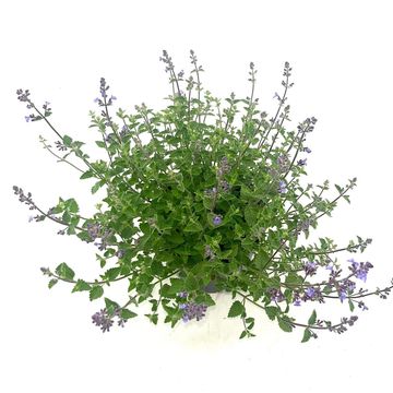 Nepeta 'Kit Cat'
