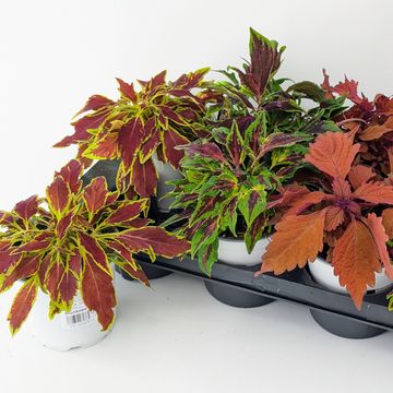 Plectranthus FLAMETHROWER MIX
