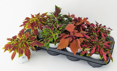 Plectranthus FLAMETHROWER MIX