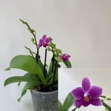 Phalaenopsis 'Dora Blue'