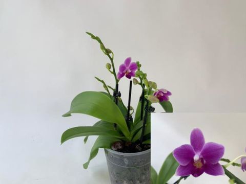 Phalaenopsis 'Dora Blue'