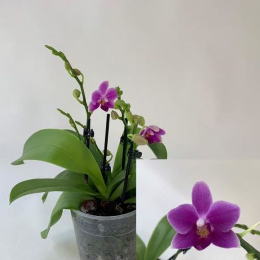 Phalaenopsis 'Dora Blue'