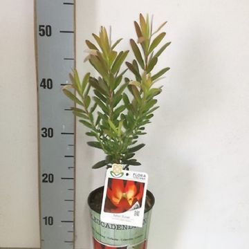 Leucadendron 'Safari Sunset'