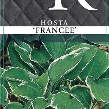 Hosta 'Francee'