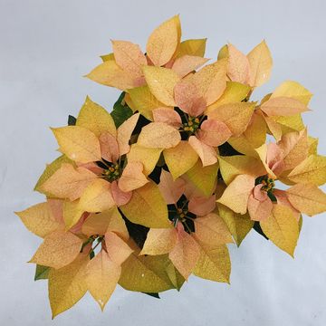 Euphorbia pulcherrima AUTUMN LEAVES