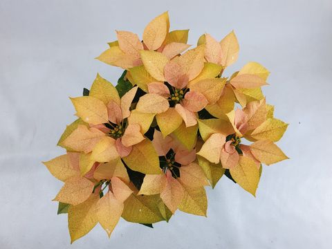 Euphorbia pulcherrima AUTUMN LEAVES