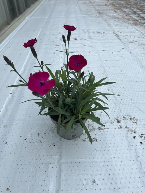 Dianthus SCULLY
