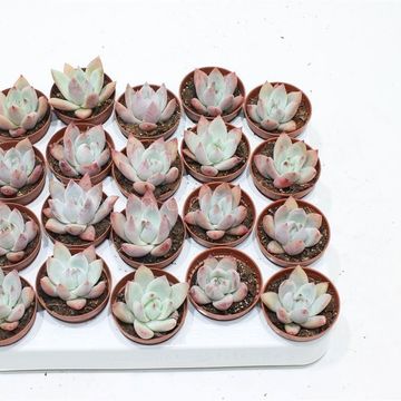 Echeveria colorata brandtii