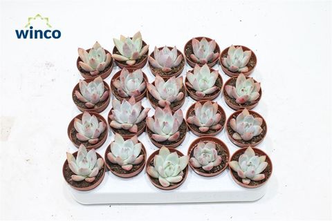 Echeveria colorata brandtii