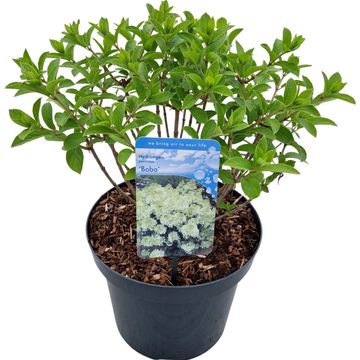 Hydrangea paniculata BOBO