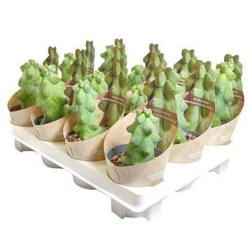 Myrtillocactus geometrizans 'Fukurokuryuzinboku'