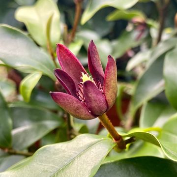 Magnolia figo 'Stellar Ruby'