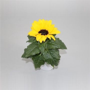 Helianthus annuus 'Sunsation'