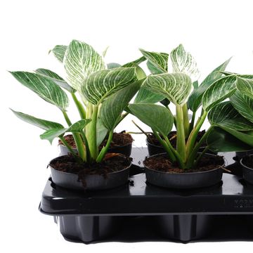 Philodendron BIRKIN / WHITE MEASURE