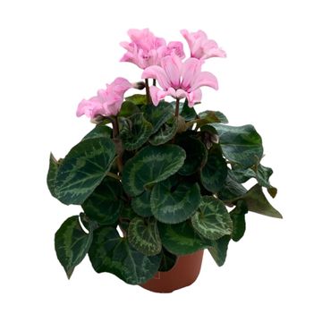 Cyclamen persicum ILLUSIA LIGHT WITH EYE