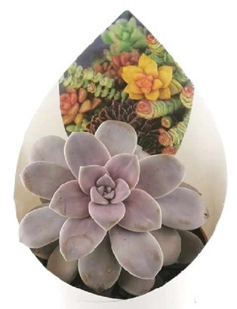 Graptopetalum pentandrum