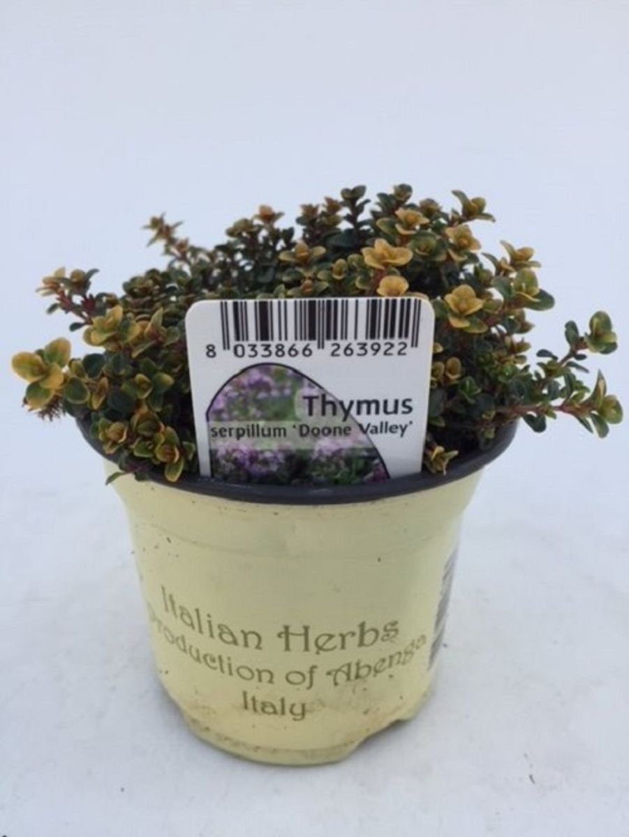 Thymus 'Doone Valley' — Plant Wholesale FlorAccess
