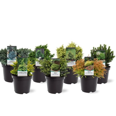 Conifers MIX (Bremmer Boomkwekerijen)