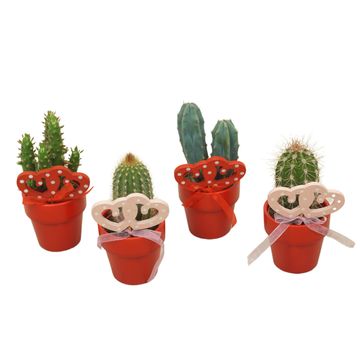 Arrangemang Cactus