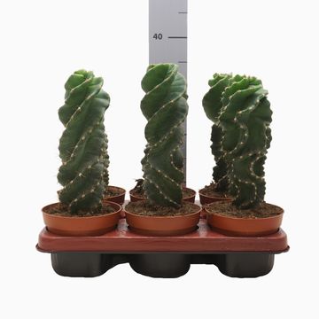 Cereus jamacaru 'Spiralis'