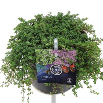 Thymus praecox 'Coccineus'