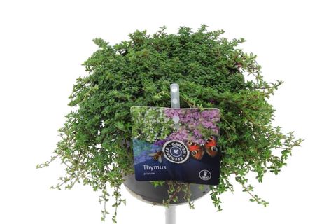 Thymus praecox 'Coccineus'
