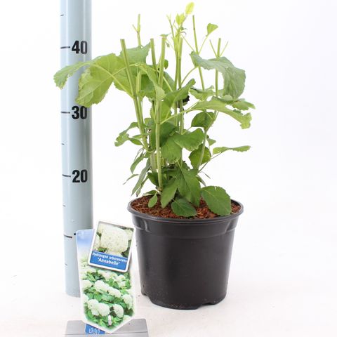 Hydrangea arborescens 'Annabelle'