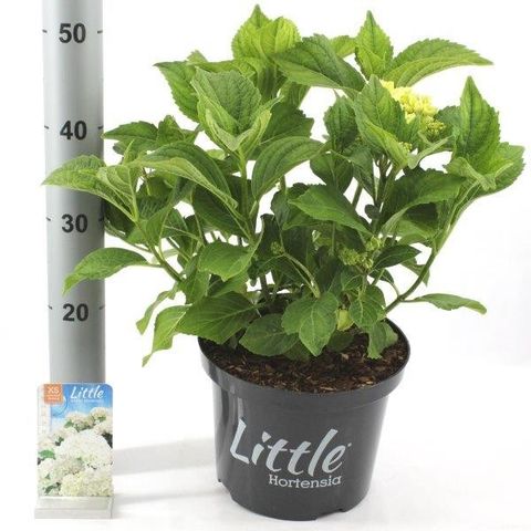 Hydrangea macrophylla 'Little White'