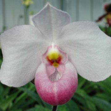 Paphiopedilum delenatii