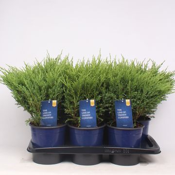 Juniperus horizontalis 'Andorra Compact'