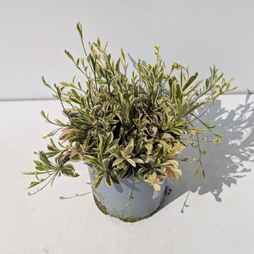 Arabis ferdinandi-coburgii