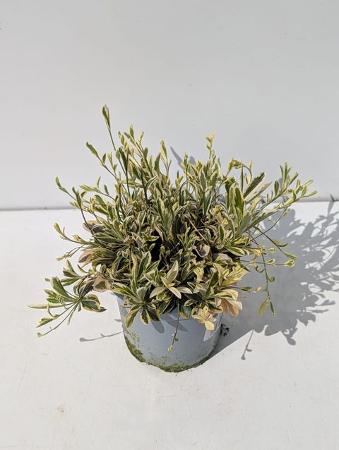 Arabis ferdinandi-coburgii