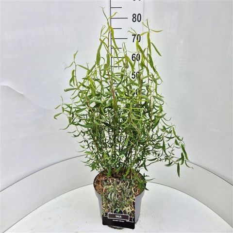 Salix babylonica 'Tortuosa'