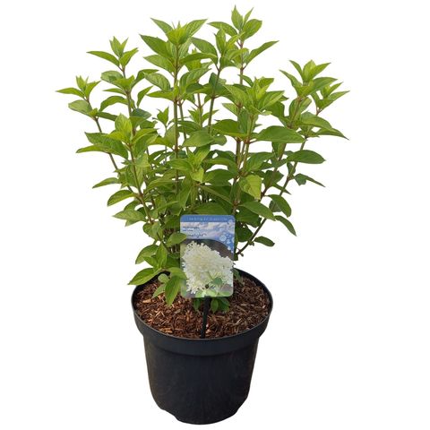 Hydrangea paniculata 'Limelight'
