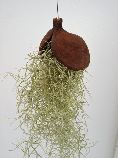 Tillandsia usneoides