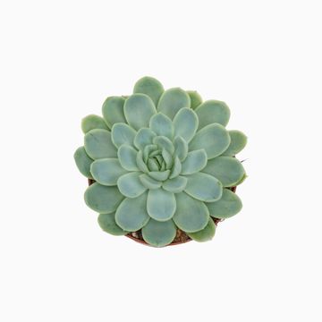 Echeveria elegans