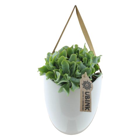 Succulents MIX IN POT