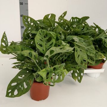 Monstera obliqua 'Leichtlinii'