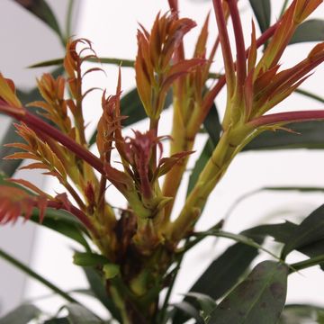Mahonia VOLCANO