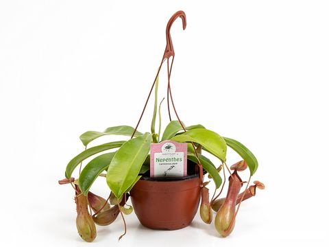 Nepenthes alata