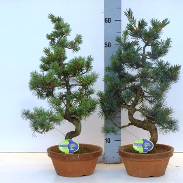 Pinus parviflora pentaphylla