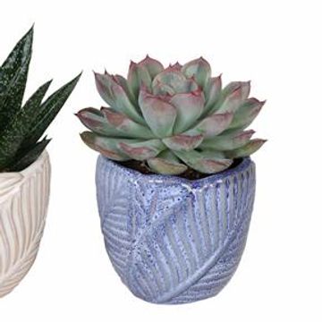 χυμώδη φυτά MIX