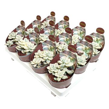 x Graptoveria 'Titubans Variegata'