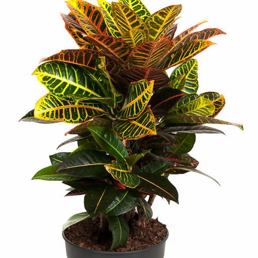 Codiaeum variegatum 'Petra'